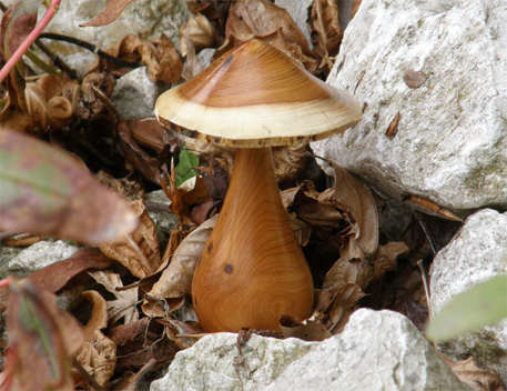 «champignon»